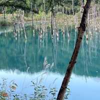 Dreamscape in Blue: My Solo Trip to the Blue Pond, Hokkaido