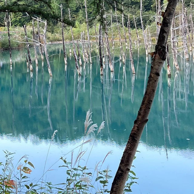 Dreamscape in Blue: My Solo Trip to the Blue Pond, Hokkaido