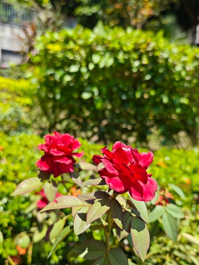 英倫風情與海灣美景的完美邂逅#古典玫瑰園-高雄市鼓山區 英倫風情與海灣美景的完美邂逅#古典玫瑰園-高雄市鼓山區