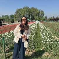 Tulip Garden - Kashmir 🇮🇳