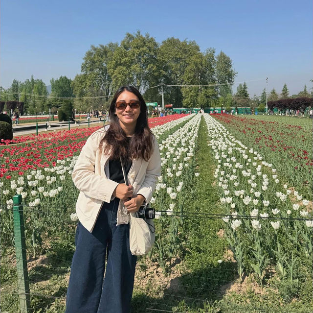 Tulip Garden - Kashmir 🇮🇳