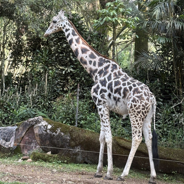🦒🚙 Drive-Thru Safari Experience You’ll Never Forget - Safari Bogor 🇮🇩