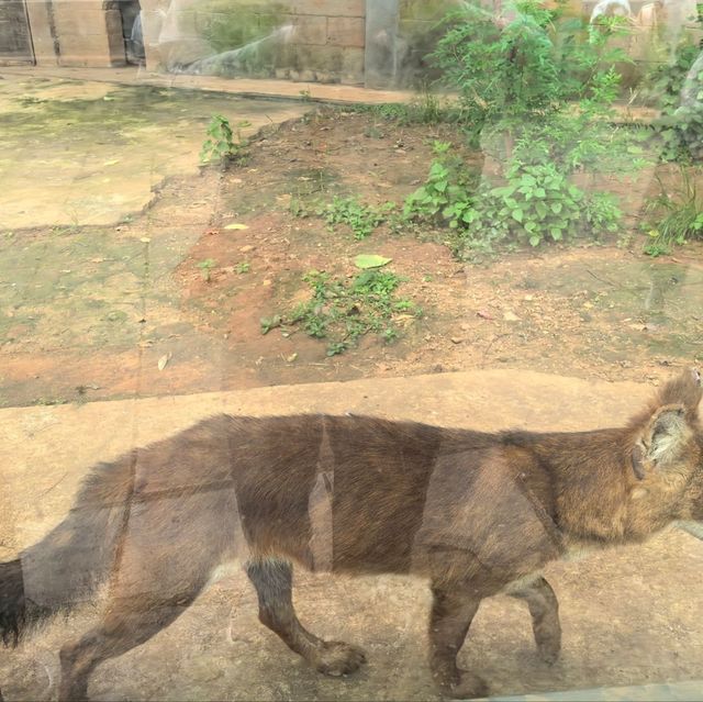 雲南昆明親子必去玩樂景點🏮昆明動物園