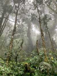 Step Into a Fairytale: Exploring Cameron Highlands’ Mossy Forest