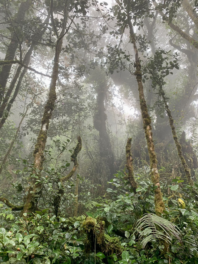 Step Into a Fairytale: Exploring Cameron Highlands’ Mossy Forest