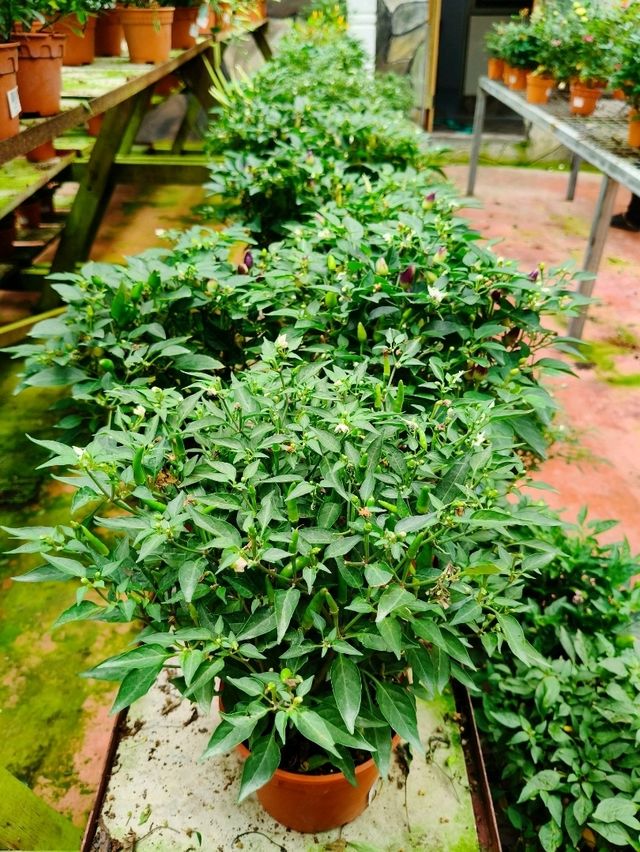Explore Fresh Vegetables @Agro Adventure Here🌾