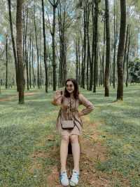 ธรรมชาติโอบกอดที่สวนสนแม่แตง🌲