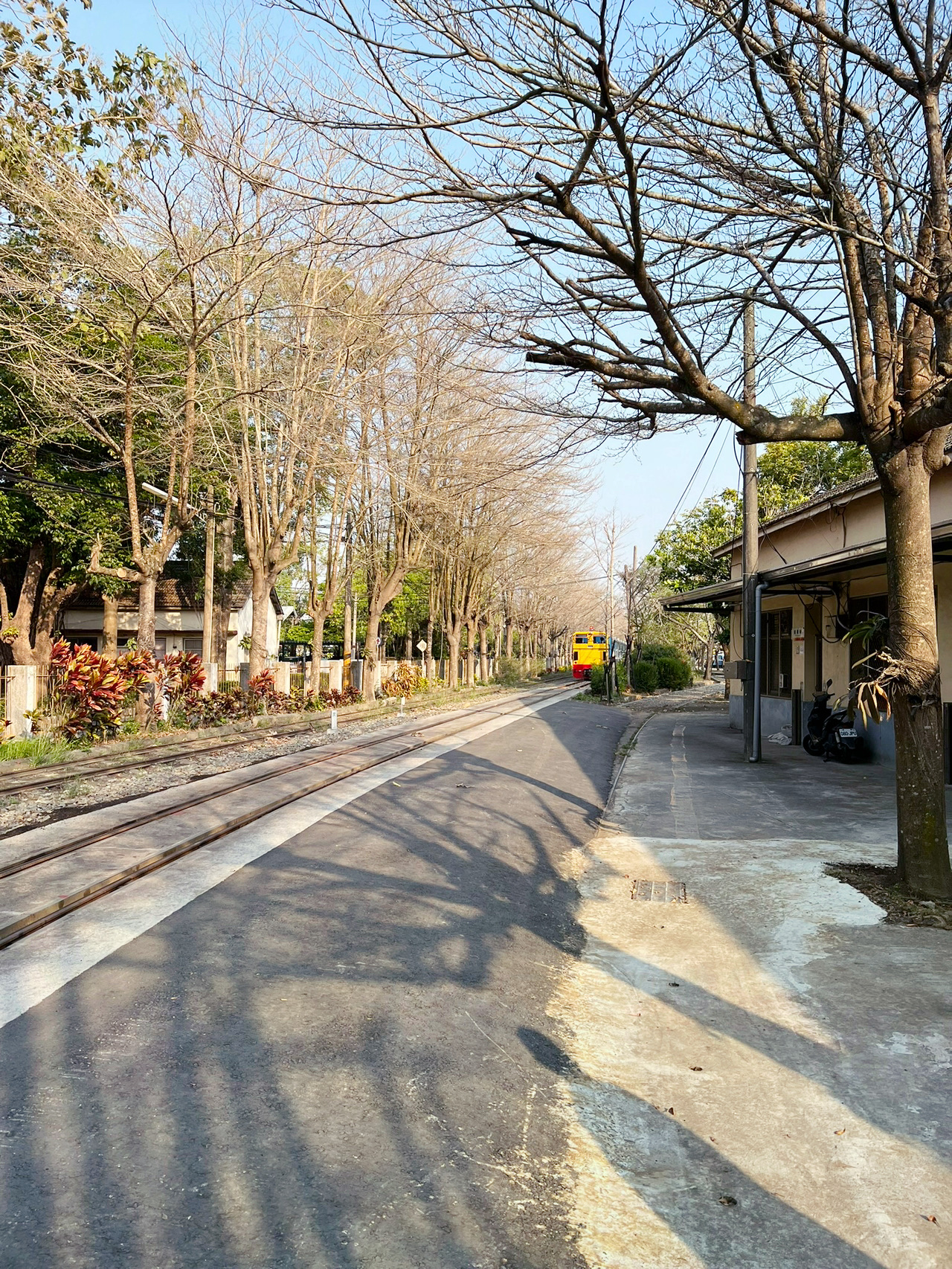 Chiayi Suantou Sugar Factory Sugarcane Garden Cultural Park | Century-old Sugar Industry × Wufenche Scenery: Between the tracks and old trees, hear the heartbeat of a small town 💓🌲