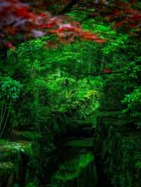 🌿🏯 Reizan-ji Temple – A Green Gem in the Heart of Nara 🌸🌿