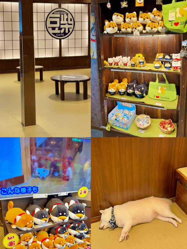 유후인에 가면 꼭 들러야 할 곳! 바로 시바 카페(Shiba Cafe) : 마메시바🐕☕️
