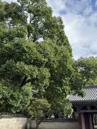 🌳 전주에서 만나는 전통과 여유로운 풍경 🌿