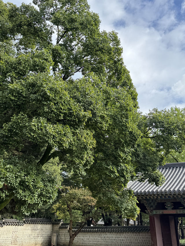 🌳 전주에서 만나는 전통과 여유로운 풍경 🌿