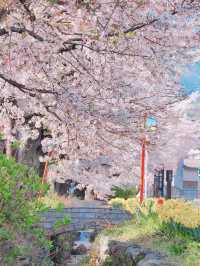  Mesmerized by the Blooming Cherry Blossoms in Kanra Town, Gunma 😍