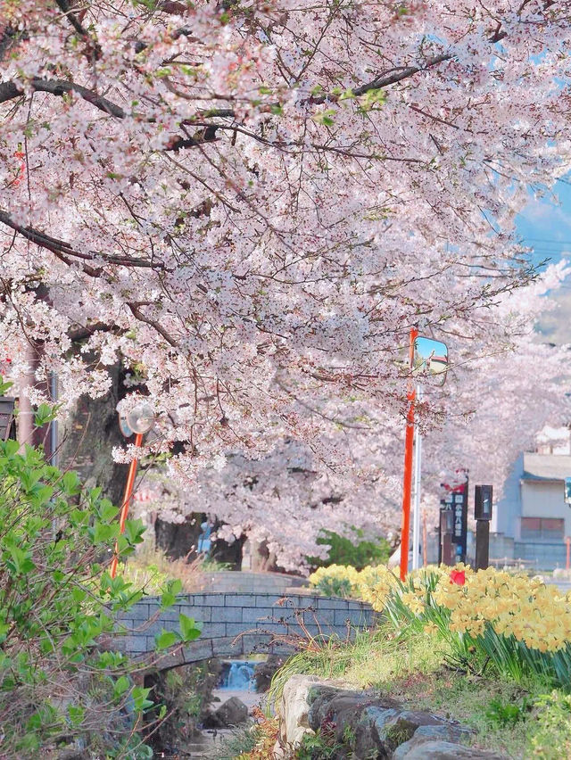  Mesmerized by the Blooming Cherry Blossoms in Kanra Town, Gunma 😍