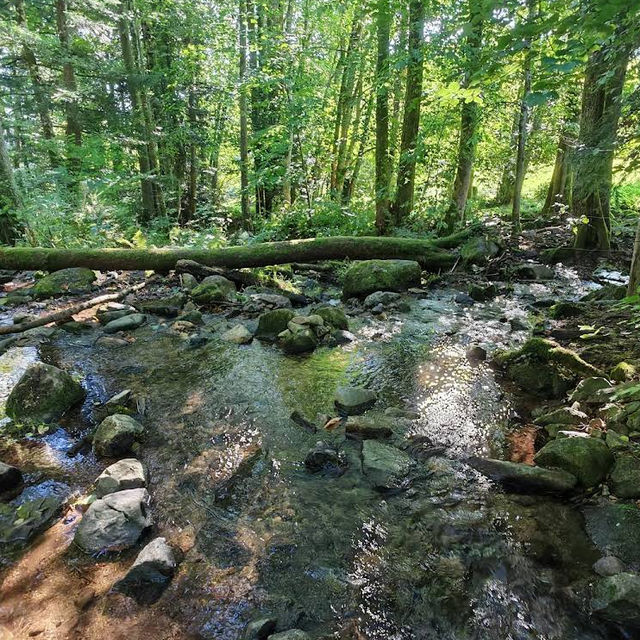 Cascade du Hohwald – The Hidden Gem of the Alsatian Forests