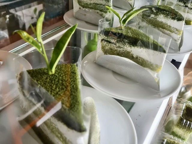 ไร่ชาลุงเดช เชียงใหม่ 🍵🌿🍃