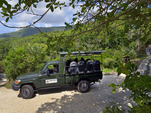 Ebony Forest Reserve Mauritius - Lovable tress on earth