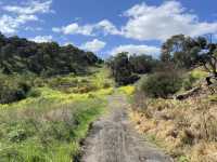 野花樹影下的寫意時光 brimbank park with golden flowers on the ground 