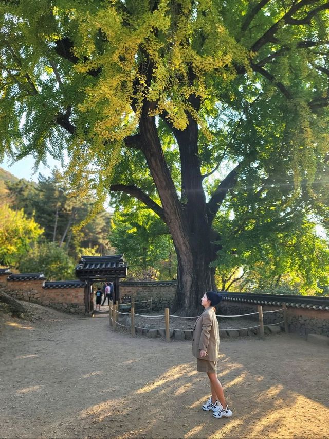 가을이 오면 꼭 가야할 은행나무명소💛