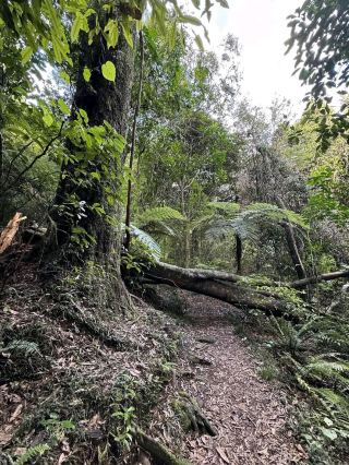 A Tranquil Retreat Amid New Zealand’s Native Forests