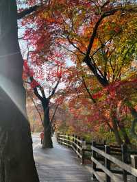 🌿걷기 좋은 아차산 산책로