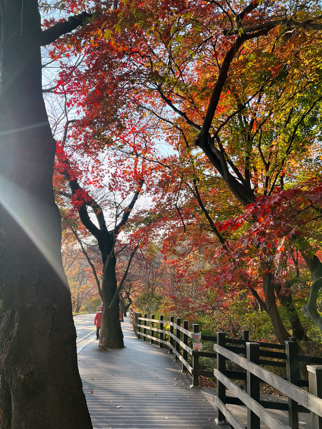 🌿걷기 좋은 아차산 산책로
