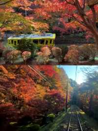 東京後花園｜高尾山｜闖入絕美紅葉油畫世界🍁