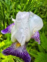 🌿 Reader Rock Garden – Calgary’s Historic Hillside Oasis