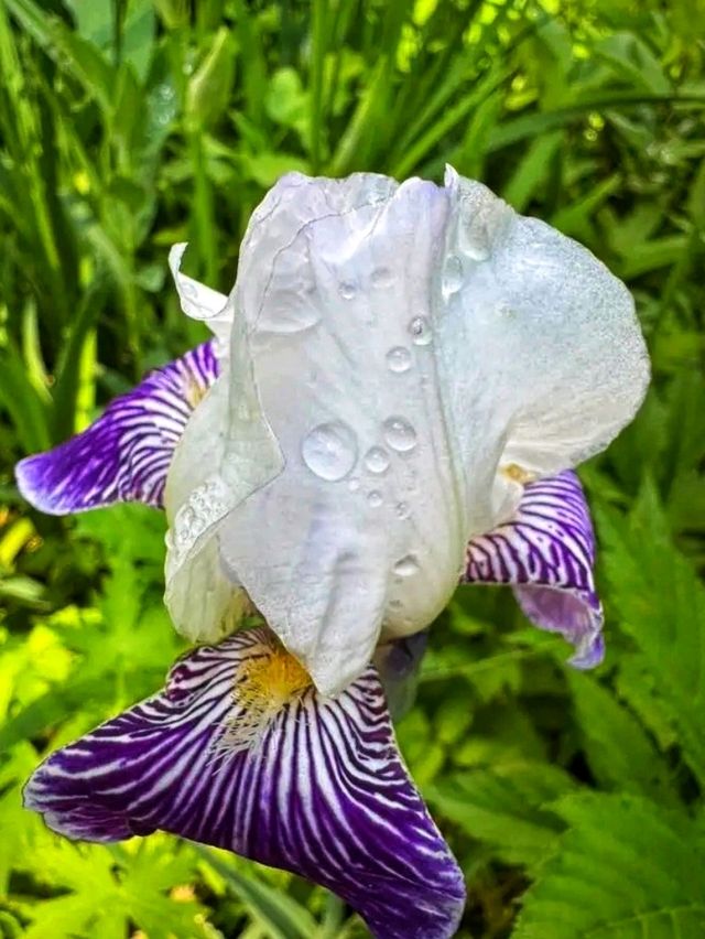 🌿 Reader Rock Garden – Calgary’s Historic Hillside Oasis