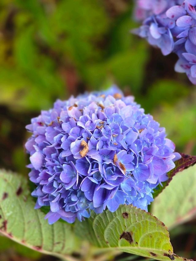 เที่ยวลี่เจียง กับ Trip.com เที่ยวลี่เจียง กับ Trip.com