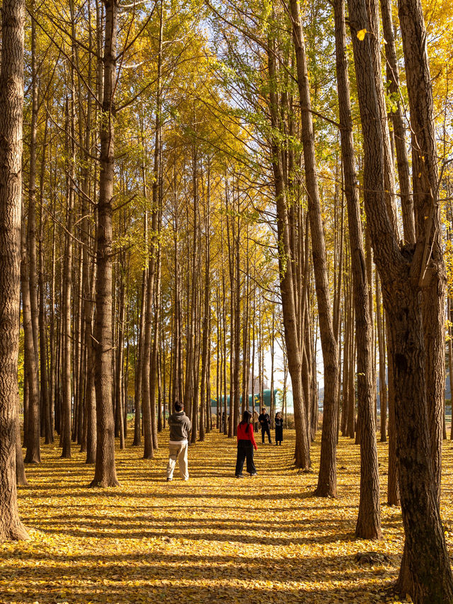 ๊ฒฝ์ฃผ ๋๋ฆฌ๋ง์ ์ํ๋๋ฌด ์ฒ ๊ฒฝ์ฃผ ๋๋ฆฌ๋ง์ ์ํ๋๋ฌด ์ฒ