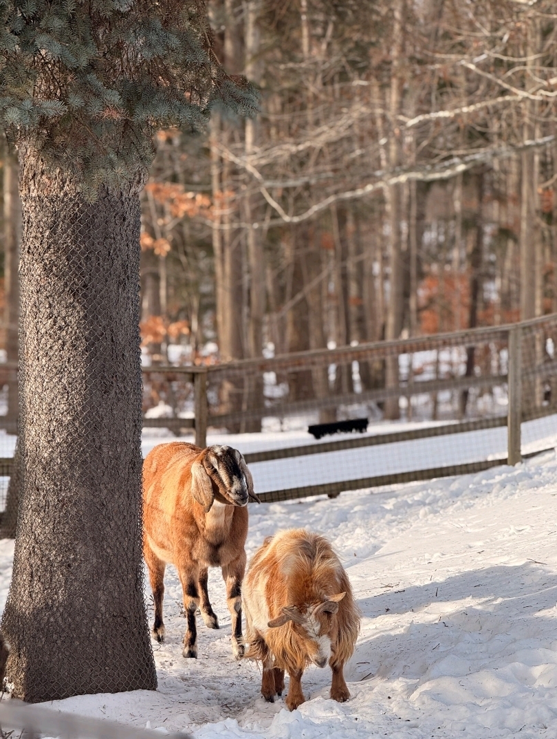 Toronto Zoo Guide: Explore Seven Continents in One Day!