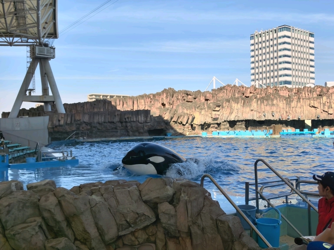 🐋 Hướng dẫn đầy đủ về Thủy cung Cảng Nagoya! Thủy cung lớn nhất Nhật Bản, nơi bạn có thể chiêm ngưỡng cá voi sát thủ, các màn trình diễn cá heo và lốc xoáy cá mòi, tất cả đều diễn ra tại một địa điểm duy nhất 🌊