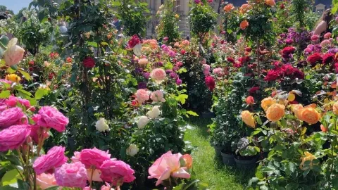 期間限定薔薇と城の競演シャンティ城 — traveler post in シャンティイ