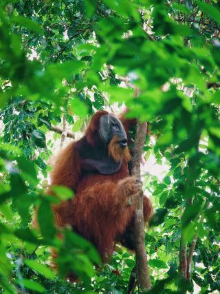Jungle trekking 🦧
