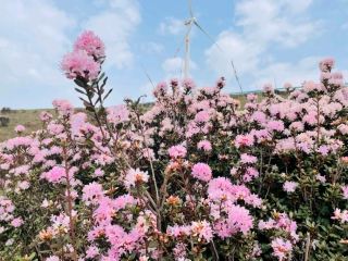 🌸 Wumeng Mountain | Spring in Full Bloom