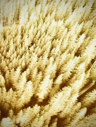 德納山Pirehgar懸崖與札格羅斯橡樹林：海拔4,409米嘅波斯橡樹easytravelpost。