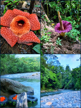 Batu Katak — Pelarian Hutan yang Tenang di Sumatera Utara