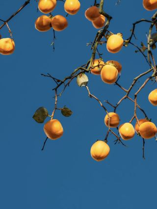 A very beautiful fruit in scenes❤️