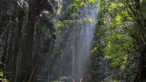 🇯🇵 [Kumamoto/Aso] Giống như một thế giới khác! Đền thờ Kamishikimi Kumanoza huyền ảo — traveler post in Aso