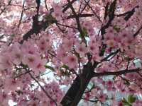 A Serene Morning in Tokyo: Sunrise in Asakusa, Cherry Blossoms, and Breakfast at Starbucks Reserve