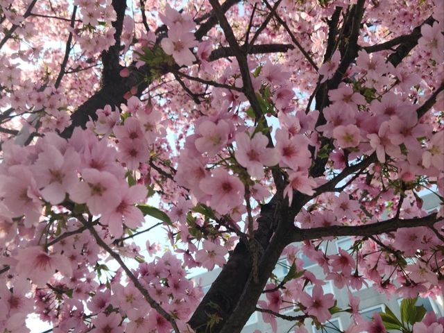 A Serene Morning in Tokyo: Sunrise in Asakusa, Cherry Blossoms, and Breakfast at Starbucks Reserve