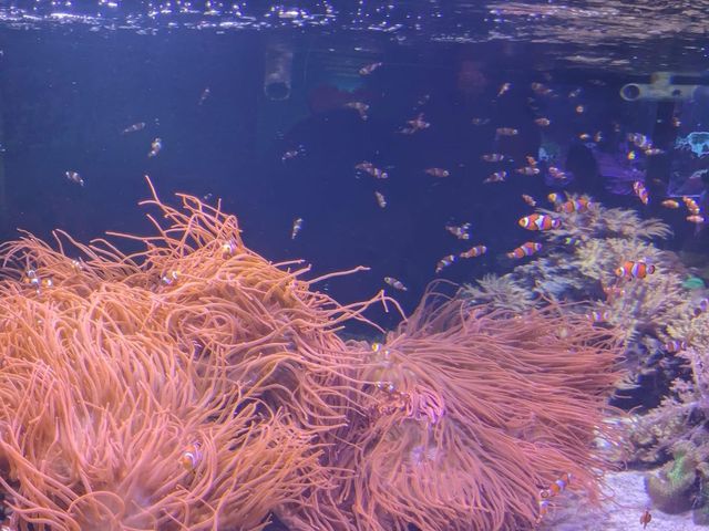 SEA LIFE London Aquarium 🐬🐟