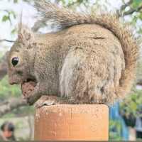 🐨神戶動物王國🦁超近距離接觸可愛動物🦝