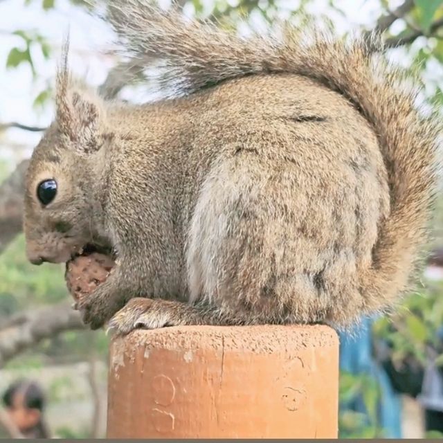 🐨神戶動物王國🦁超近距離接觸可愛動物🦝