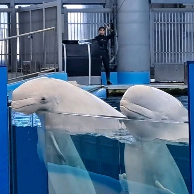 🐋横濱八景島海島樂園🦭島上的水族館和機動遊戲