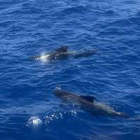 Dolphins in Tenerife!