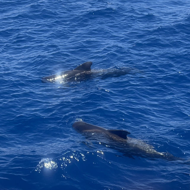 Dolphins in Tenerife!