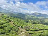 The Kurinji Connection to Kerala's Culture