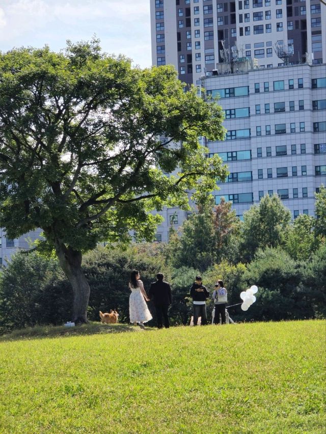 국내여행 산책하기 좋은 대전의 샘머리들의공원